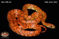 Sunkissed 30" Male for sale by South Mountain Reptiles