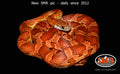 Sunkissed 31" female for sale by South Mountain Reptiles