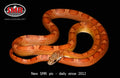 Sunkissed Motley 31" Male for sale by South Mountain Reptiles