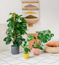 Swiss Cheese Plant