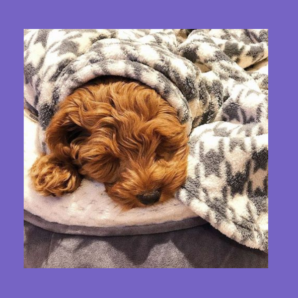 Tall Tails Fleece Throw Houndstooth 40x60"