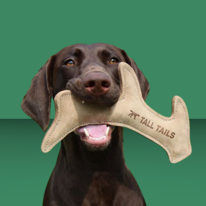 Tall Tails Natural Leather Antler 11"
