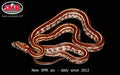 Tessera 18" female for sale by South Mountain Reptiles
