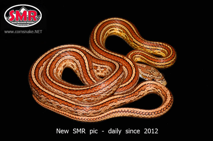 Tessera 31" Male for sale by South Mountain Reptiles