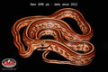 Tessera 35" Female for sale by South Mountain Reptiles
