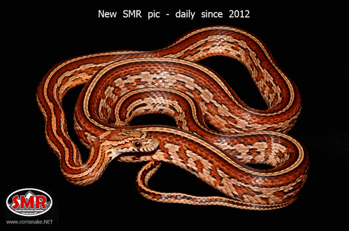 Tessera 35" Female for sale by South Mountain Reptiles