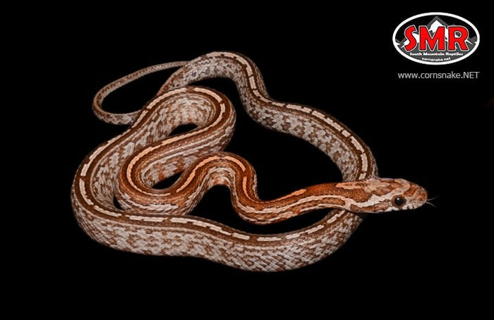 Tessera Kastanie 15" Male Corn Snake for sale by South Mountain Reptiles