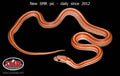 Tessera Miami 18" male for sale by South Mountain Reptiles