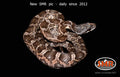 Texas Ratsnake 21" male for sale by South Mountain Reptiles