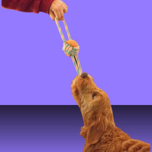 ThoozyPet Figure 8 Ball and Rope Orange/Teal 11.5"