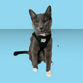 Travel Cat Harness and Leash Set Emerald Explorer M