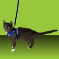 Travel Cat Harness and Leash Set Groovy Cat M