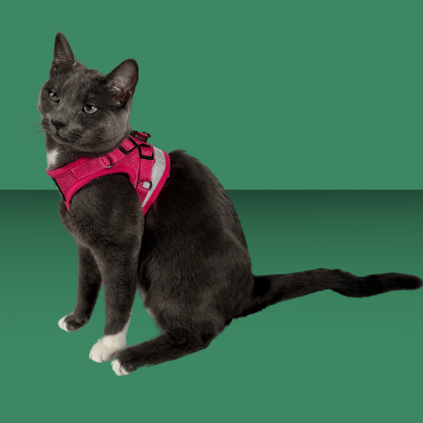 Travel Cat Harness and Leash Set Purrfectly Pink Iridescent S