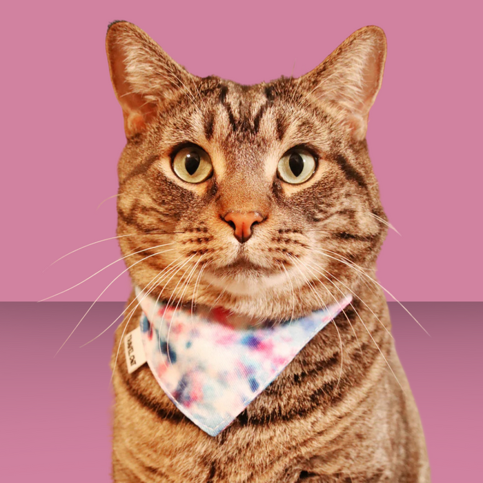 Travel Cat The Groovy Bandana & Collar