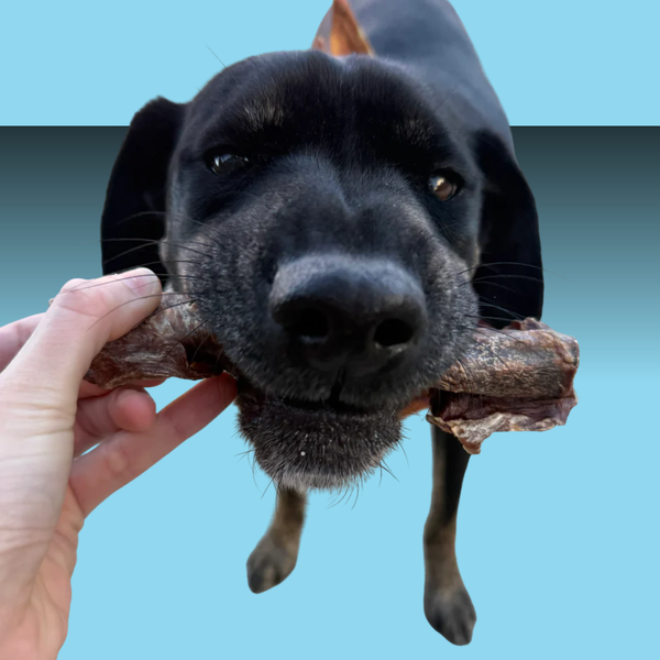 Tuesday's Natural Dog Company Charcoal Wrapped Collagen 7"