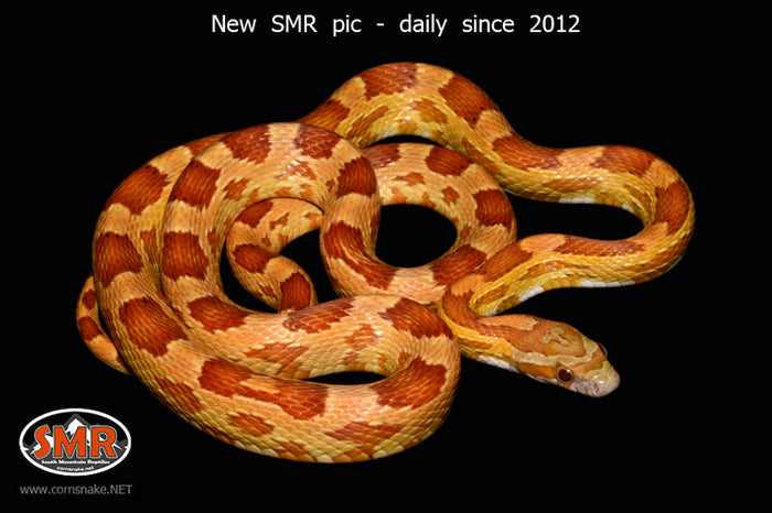 Ultramel 30" Female for sale by South Mountain Reptiles