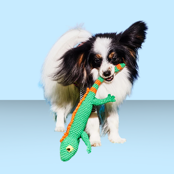 Ware of the Dog Lizard