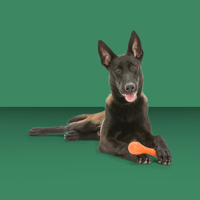 West Paw Hurley Aqua L