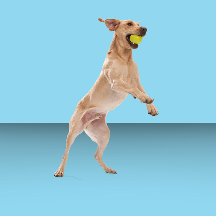 West Paw Jive Tangerine L
