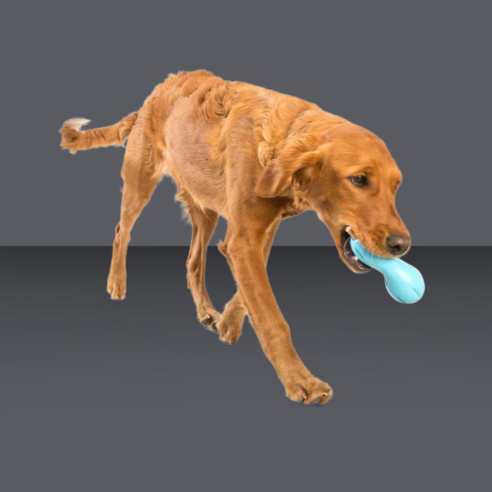 West Paw Qwizl Aqua L