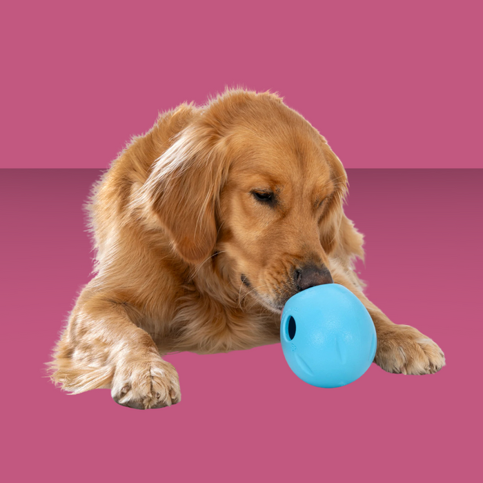 West Paw Rumbl Aqua L