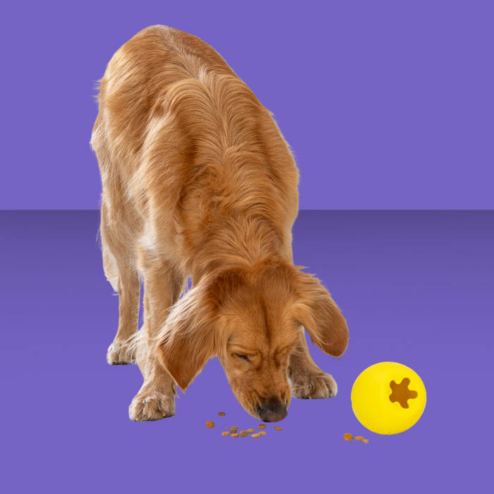 West Paw Rumbl Dandelion S