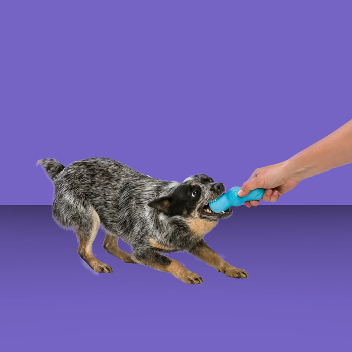 West Paw Rumpus Aqua M