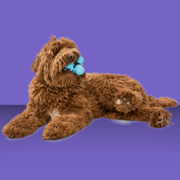 West Paw Tux Aqua L