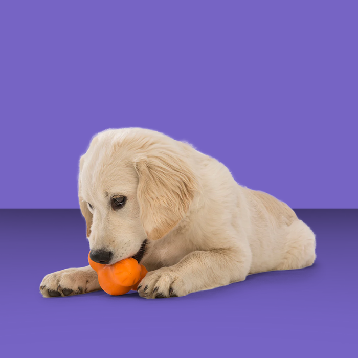 West Paw Tux Tangerine L