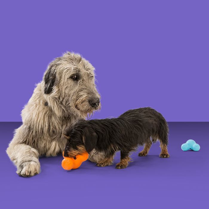 West Paw Tux Tangerine L