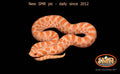 Western Hognose 9" albino male for sale by South Mountain Reptiles