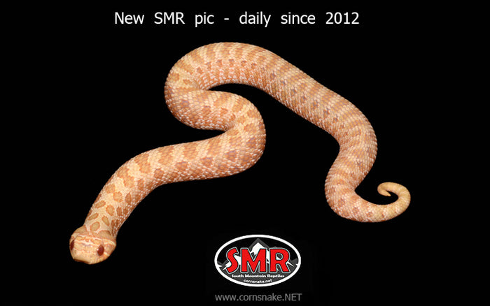 Western Hognose Albino 9" female for sale by South Mountain Reptiles