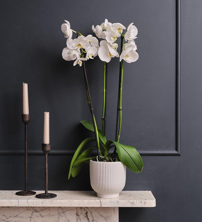 White Orchid & Pot
