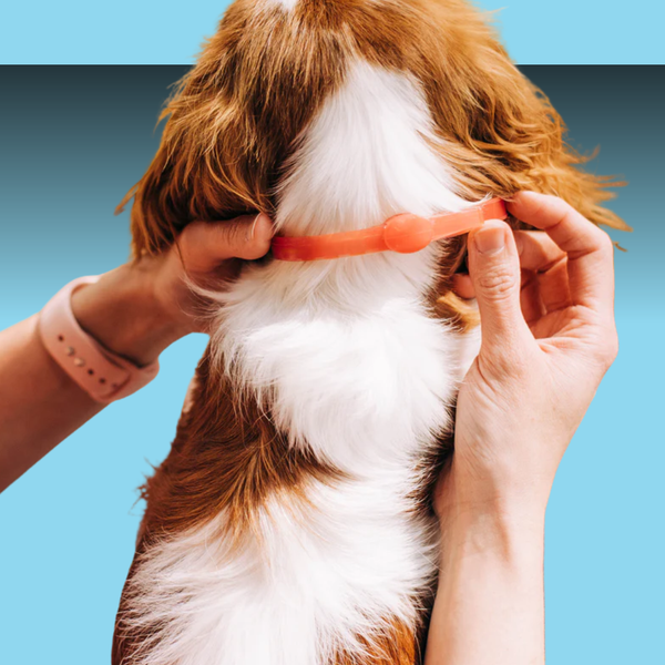 Wondercide Flea & Tick Collar for Small to Medium Dogs Peppermint 3 Pack