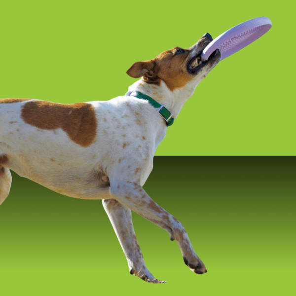 Woof Forager Fly N Feed