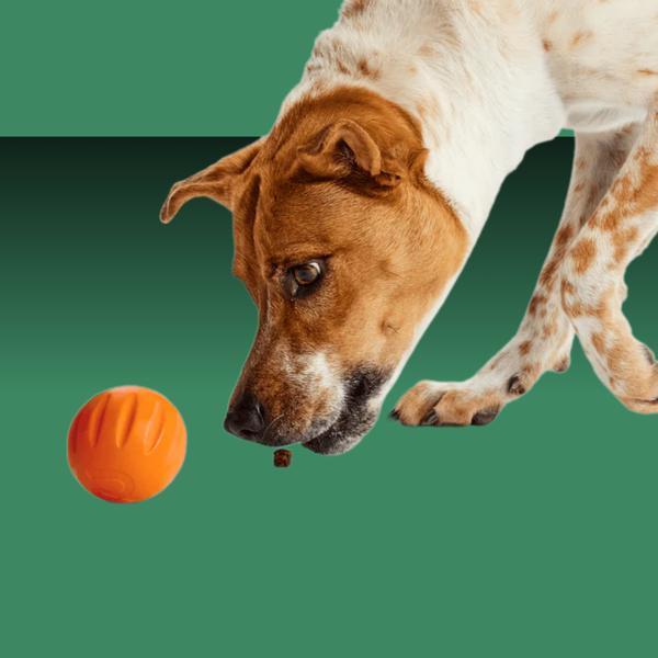 Woof Forager Flyball 3 Pack