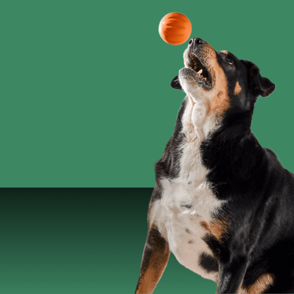 Woof Forager Flyball 3 Pack