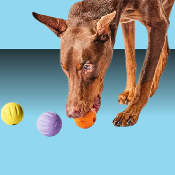 Woof Forager Flyball Orange