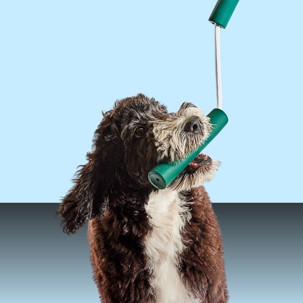 Woof Forager Nomchuck