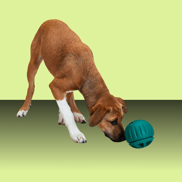 Woof Forager Walkabout S