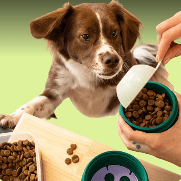 Woof Forager Walkabout S
