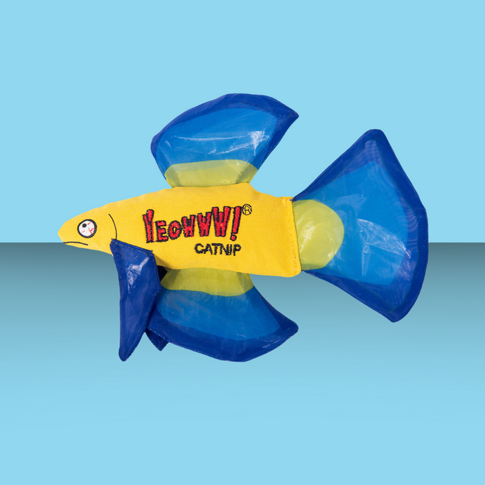 Blue Betta