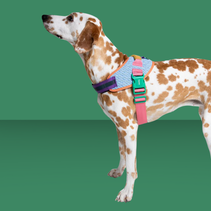 Zee.Dog Fly Harness Galaxy Size 2