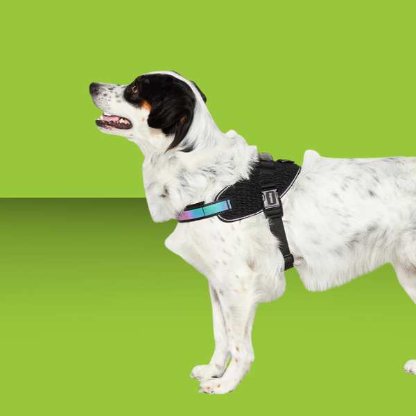 Zee.Dog Fly Harness Gotham Size 2