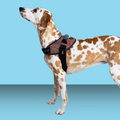 Zee.Dog Fly Harness Vortex Size 5