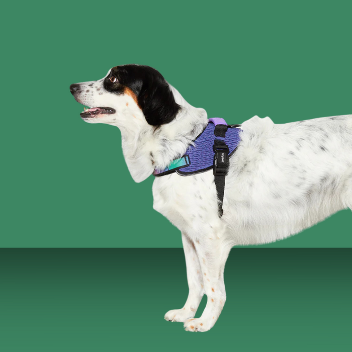 Zee.Dog Fly Harness Wicked Size 1