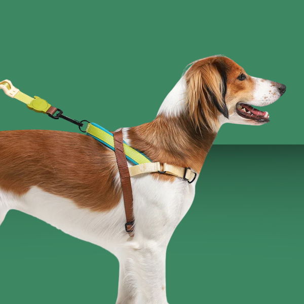 Zee.Dog Softer Walk Harness Avocado L