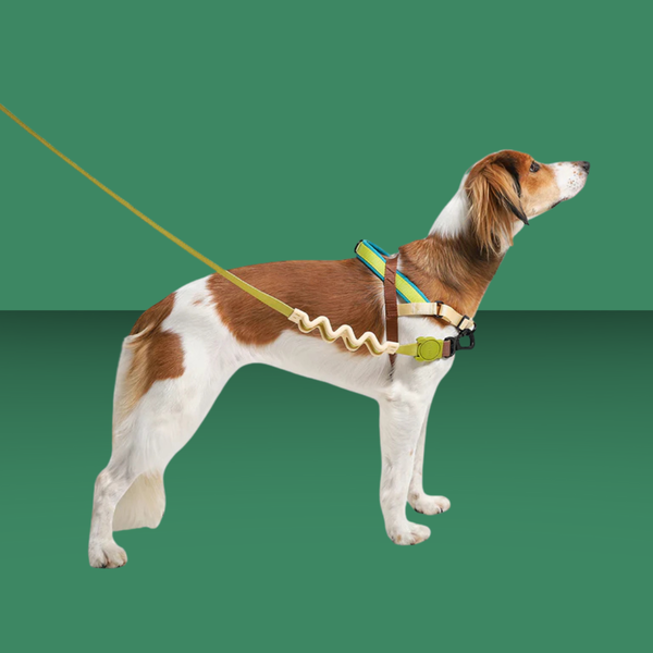 Zee.Dog Softer Walk Harness Avocado L