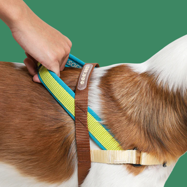 Zee.Dog Softer Walk Harness Avocado L