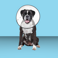 ZenPet E-Collar L